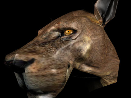 lion1